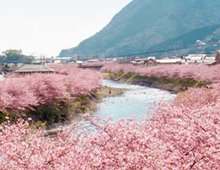 河津桜
