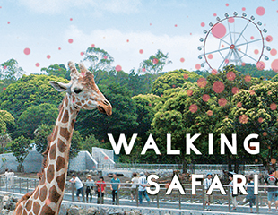 アニマルキングダム