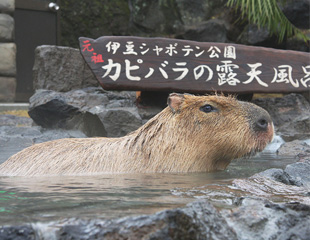 シャボテン公園