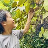 敷地内にて果物狩り体験出来ます！