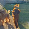 【ペット可】愛犬と一緒の旅行にも