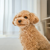 小型犬2匹までご一緒にご宿泊できます。