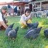 鶏たちへの餌やり体験♪