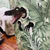 ジャングルからヴェロキラプトルが！