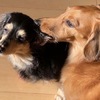 ペットと一緒に想い出づくり