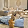 大型犬OK!