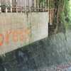 貸別荘 Forest