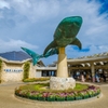 近くの美ら海水族館
