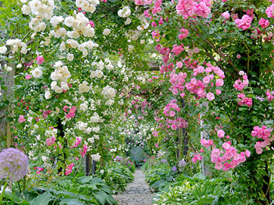 アカオローズガーデン